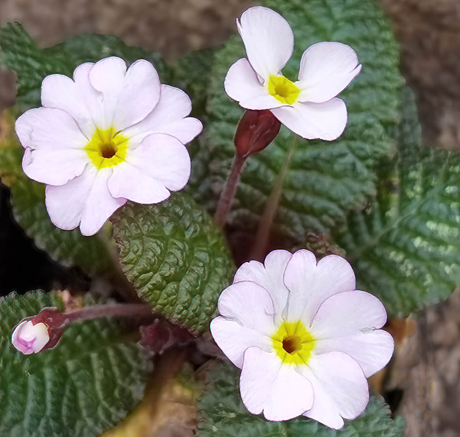 Primula 'Vera Maud' in bloom in fresh, humus-rich soil